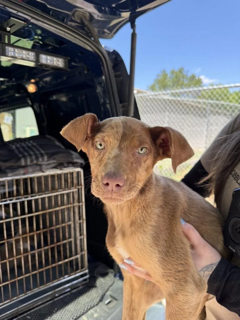 A baby medium-sized female Mixed Breed dog named Nora for adoption in Lawrenceburg, TN
