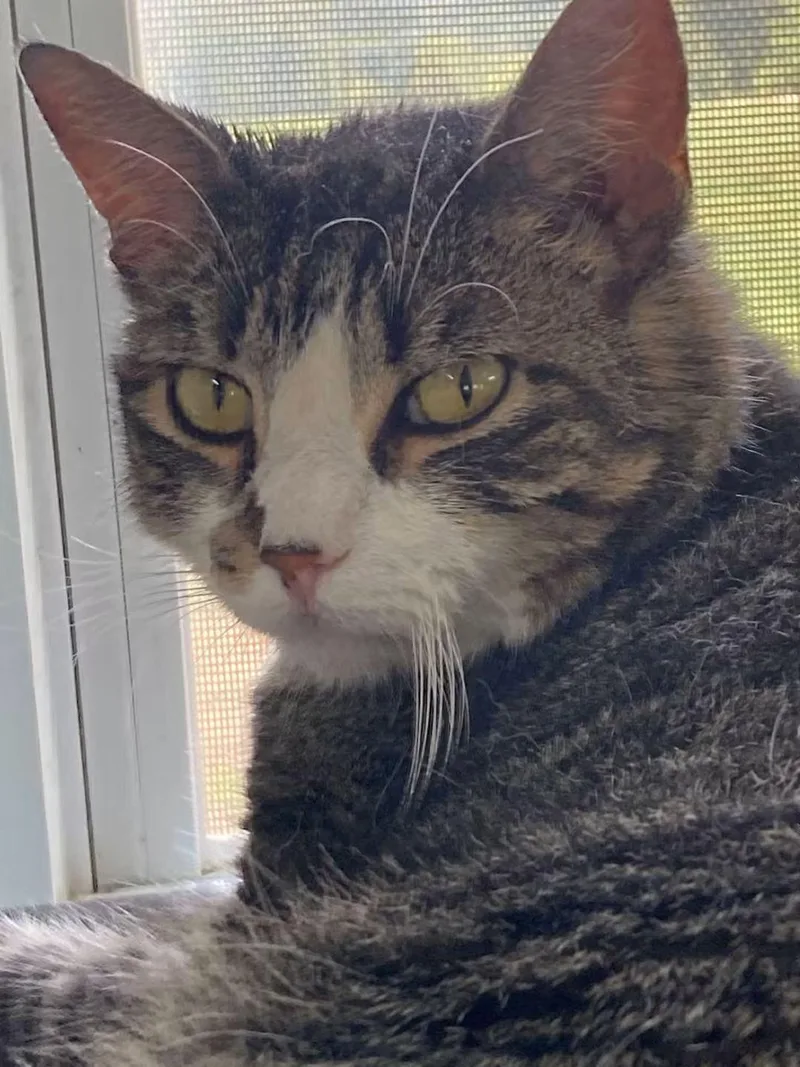 An adult medium-sized female Domestic Short Hair cat named Maxine for adoption in Coatesville, PA