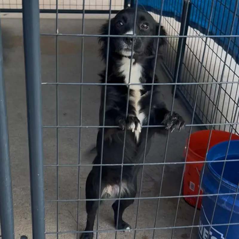 A young small-sized male Black Chihuahua dog named Michael for adoption in Lake Jackson, TX