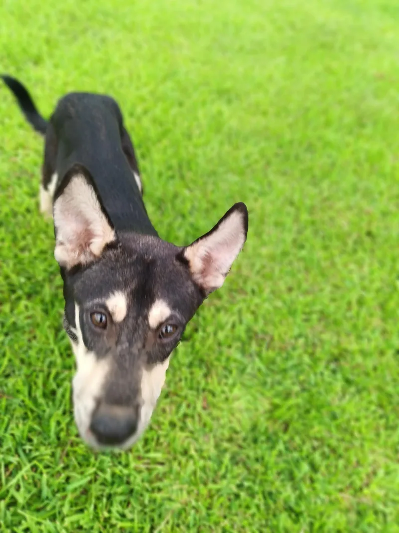 A baby medium-sized male Black and Tan Coonhound dog named Finn for adoption in Spring, TX