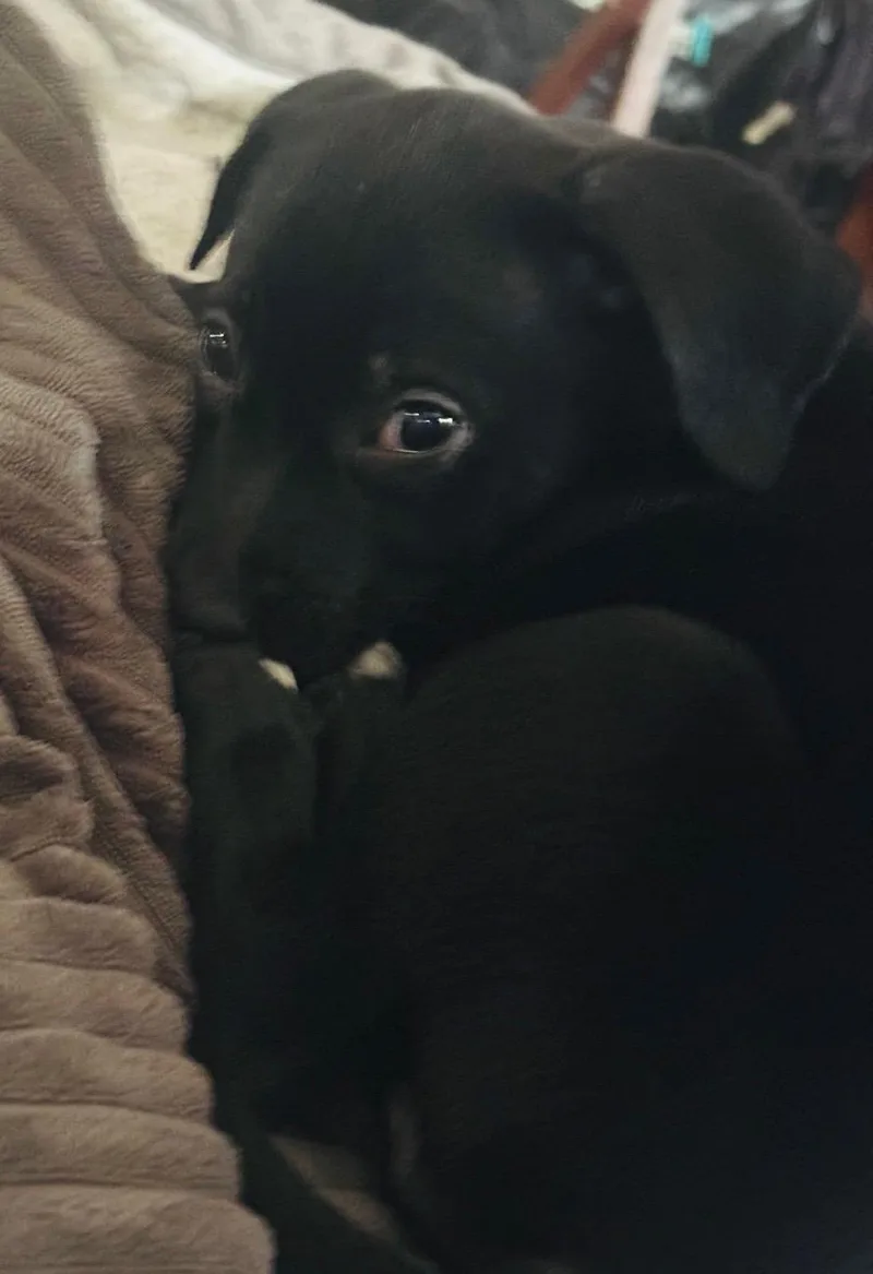 A baby medium-sized female Mixed Breed dog named Wynonna "winnie" for adoption in Elkhorn, WI