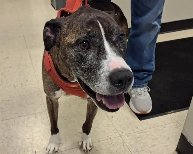 A senior medium-sized male Boxer dog named Harley for adoption in Olathe, KS