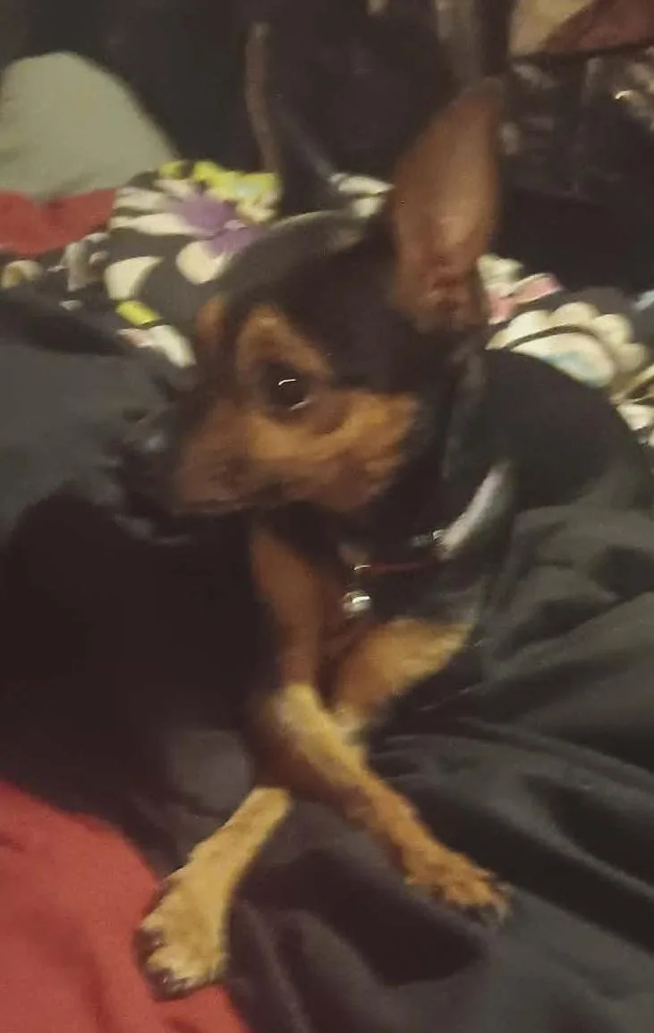 A young small-sized female Chihuahua dog named Minnie Pearl for adoption in Rogersville, TN
