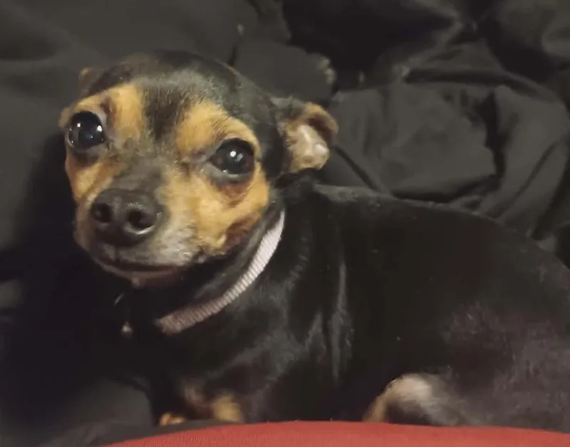 Minnie Pearl thumbnail 2