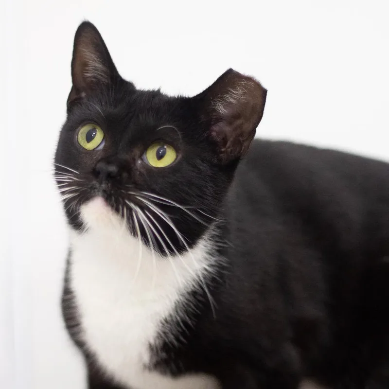 An adult medium-sized female Domestic Short Hair cat named Hibiscus for adoption in Cumming, GA