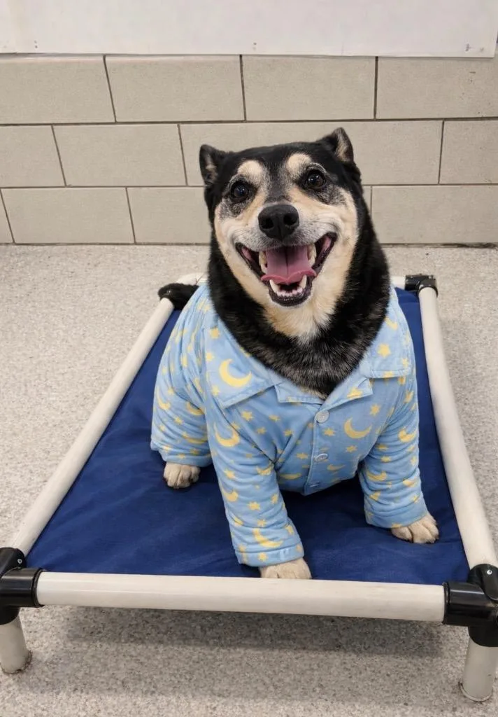 A senior small-sized male Dachshund dog named Walter for adoption in Detroit, MI