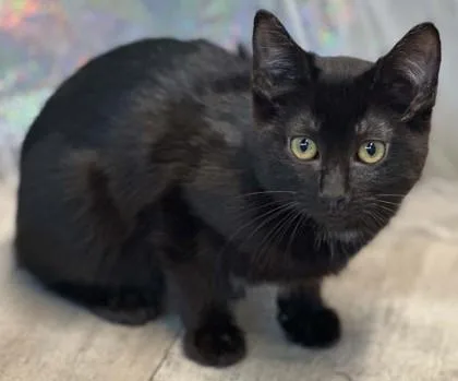 An adult small-sized female Domestic Short Hair cat named Longstocking for adoption in Shreveport, LA