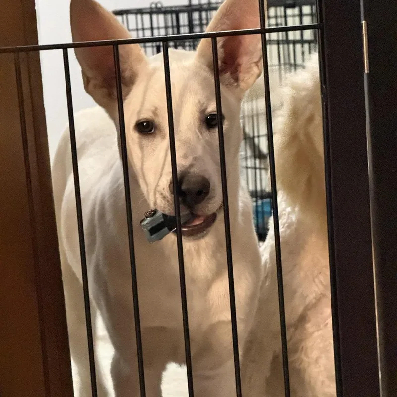 A baby large-sized female Shepherd dog named Mamacita for adoption in Nampa, ID