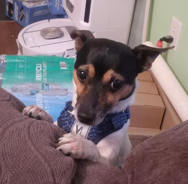 A young small-sized male White / Cream Fox Terrier dog named Ozzy for adoption in Andover, MA