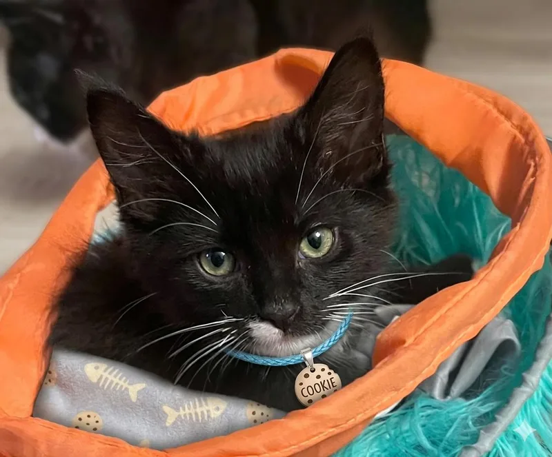 A baby medium-sized female Black & White / Tuxedo Tuxedo cat named Cookie for adoption in Palmdale, CA
