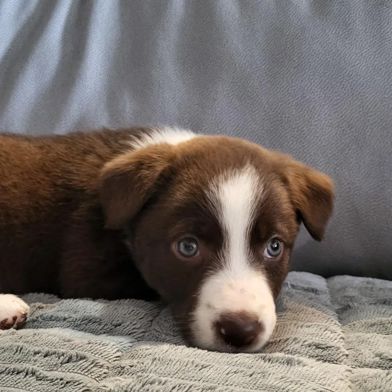 Biscuit