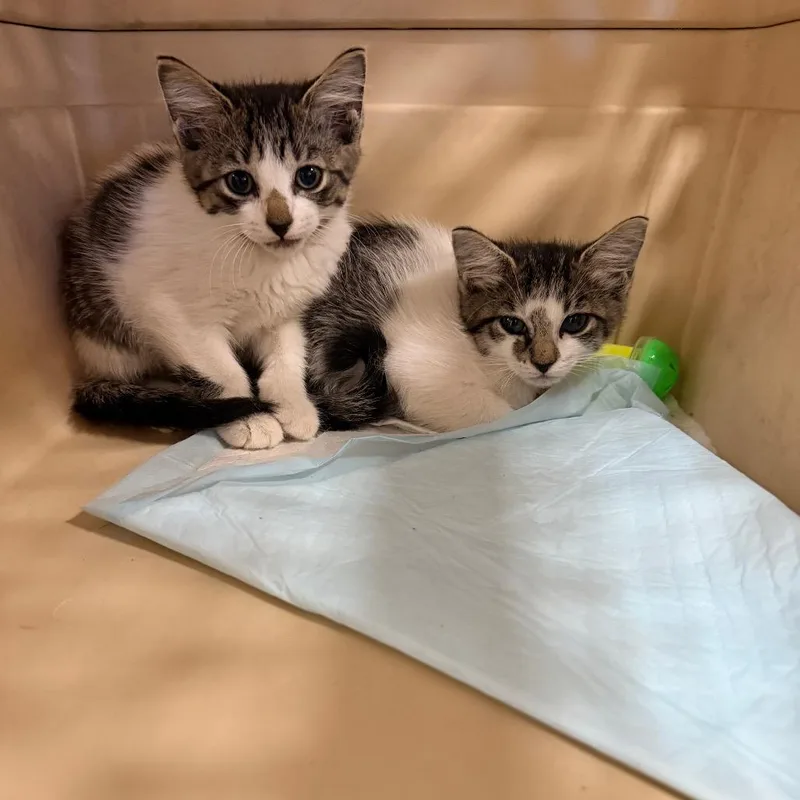 A baby small-sized female Brown / Chocolate Domestic Short Hair cat named Tikki for adoption in West Palm Beach, FL