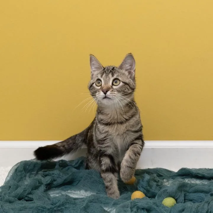 A young large-sized female Brown / Chocolate Domestic Short Hair cat named Sprout for adoption in Pekin, IL