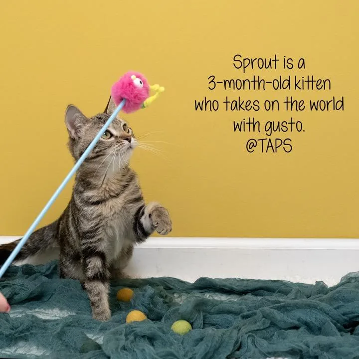 Sprout thumbnail 6