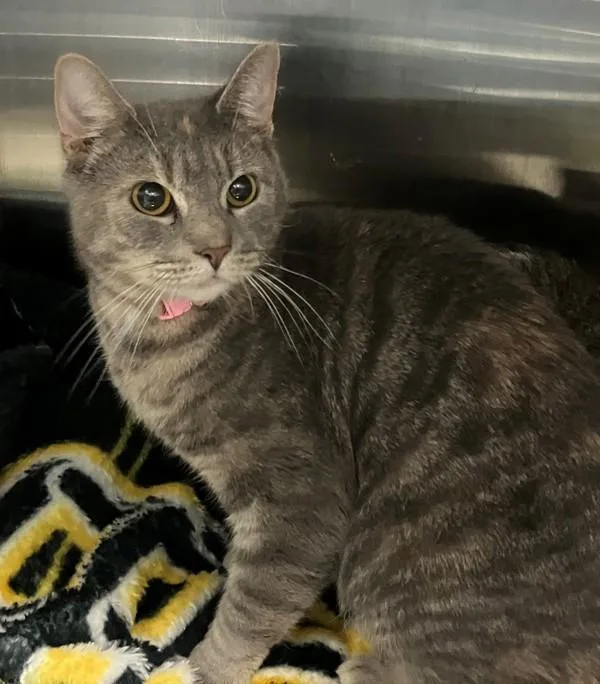 An adult medium-sized female Domestic Short Hair cat named Nova for adoption in Staten Island, NY