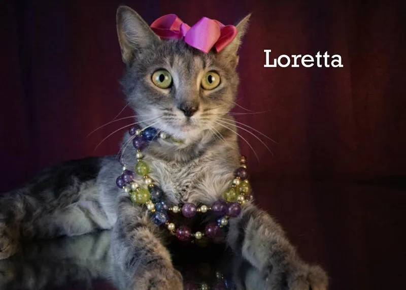 An adult small-sized female Tabby (Tiger Striped) Domestic Short Hair cat named Loretta for adoption in York, NE