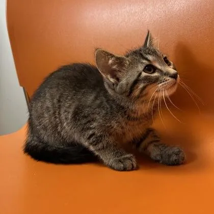 A baby small-sized female Domestic Medium Hair cat named Nifty for adoption in Janesville, WI