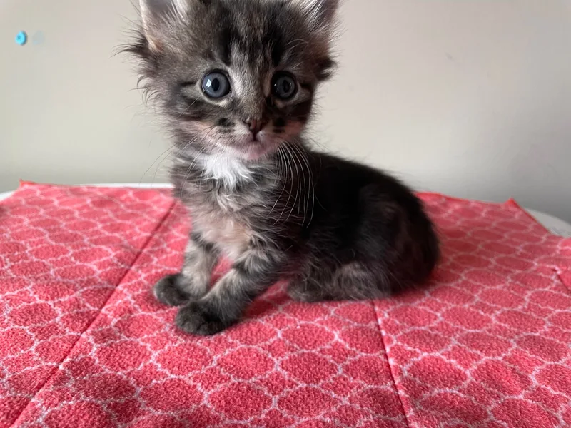 A baby medium-sized female Tabby (Brown / Chocolate) Domestic Medium Hair cat named Charmin for adoption in Omaha, NE