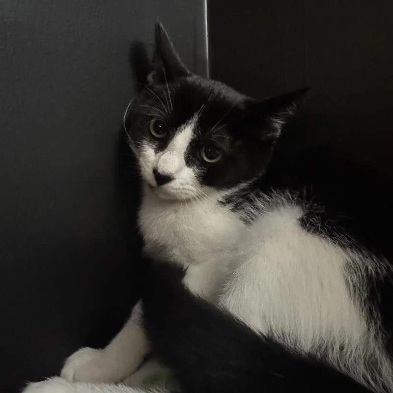 A baby medium-sized female Black & White / Tuxedo Domestic Short Hair cat named Firepaw for adoption in Hamilton, NJ