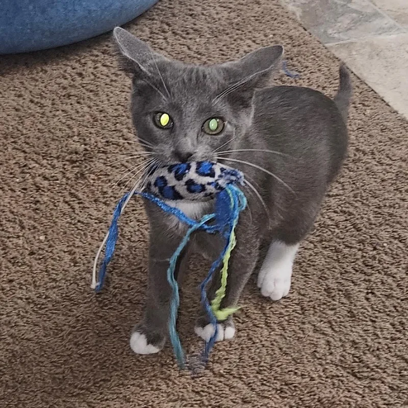 A baby small-sized male Gray / Blue / Silver Domestic Short Hair cat named Shadow for adoption in Hemet, CA