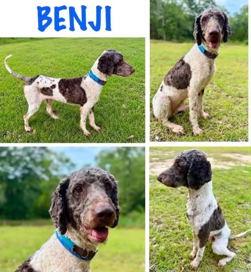 An adult medium-sized male Standard Poodle dog named Benji for adoption in Enterprise, AL