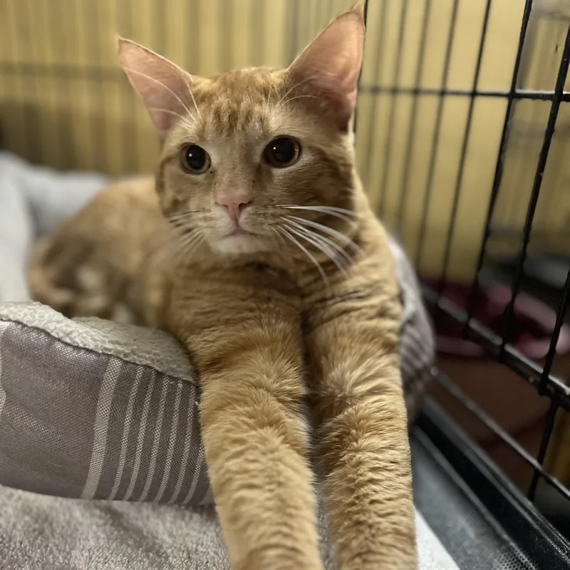 An adult medium-sized male Tabby (Orange / Red) Domestic Short Hair cat named Norman for adoption in Greensboro, NC