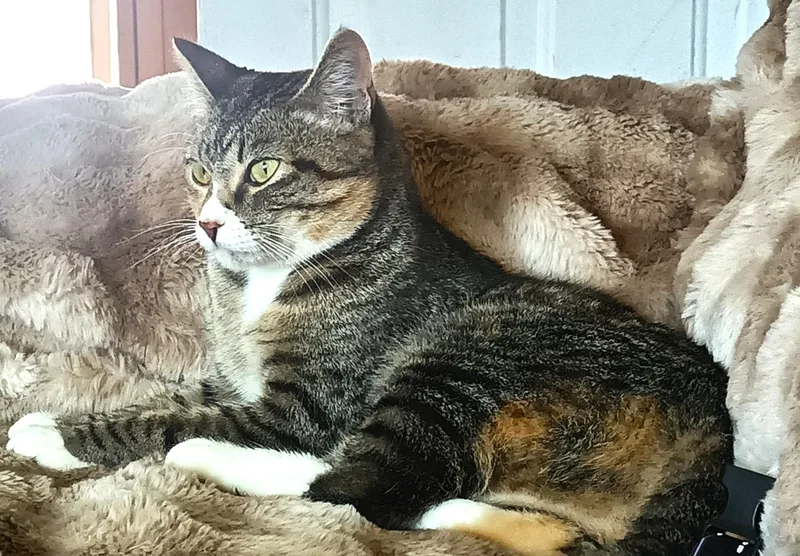 An adult medium-sized female Tabby (Brown / Chocolate) Domestic Short Hair cat named Zula for adoption in Spokane Valley, WA