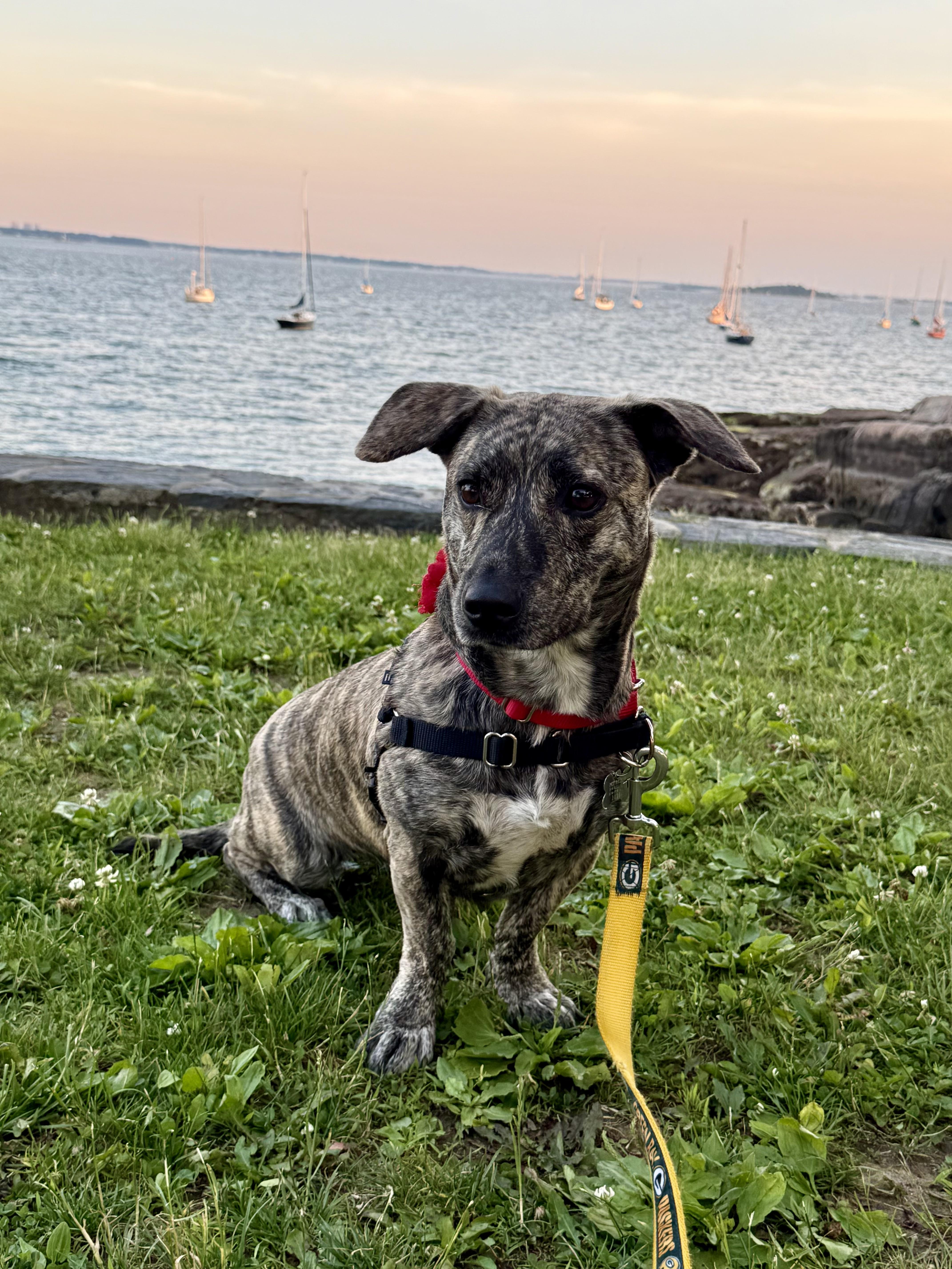 An adult medium-sized female Brindle Dachshund dog named Addie for adoption in Harrison, NY