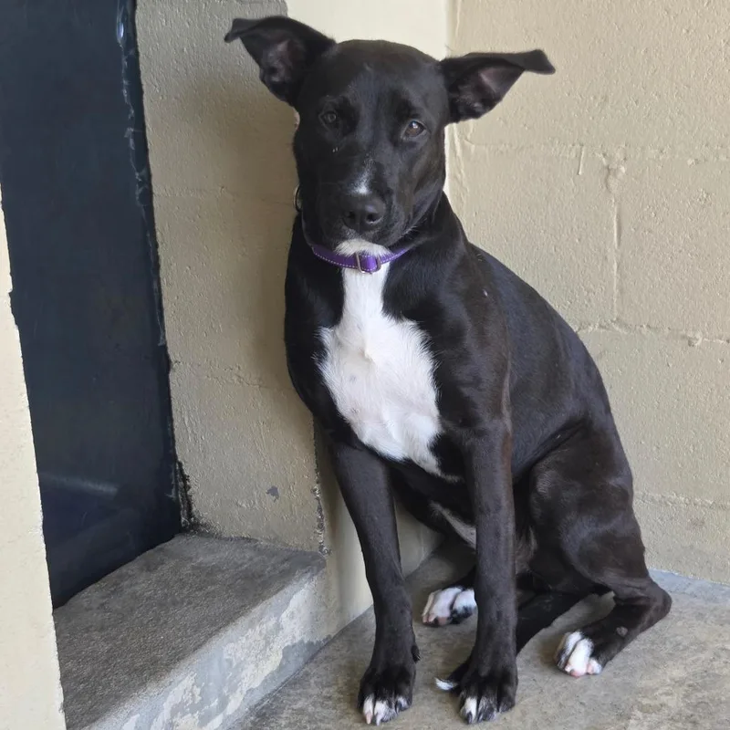 A young medium-sized female Brown / Chocolate Mixed Breed dog named Ahmose for adoption in Galveston, TX