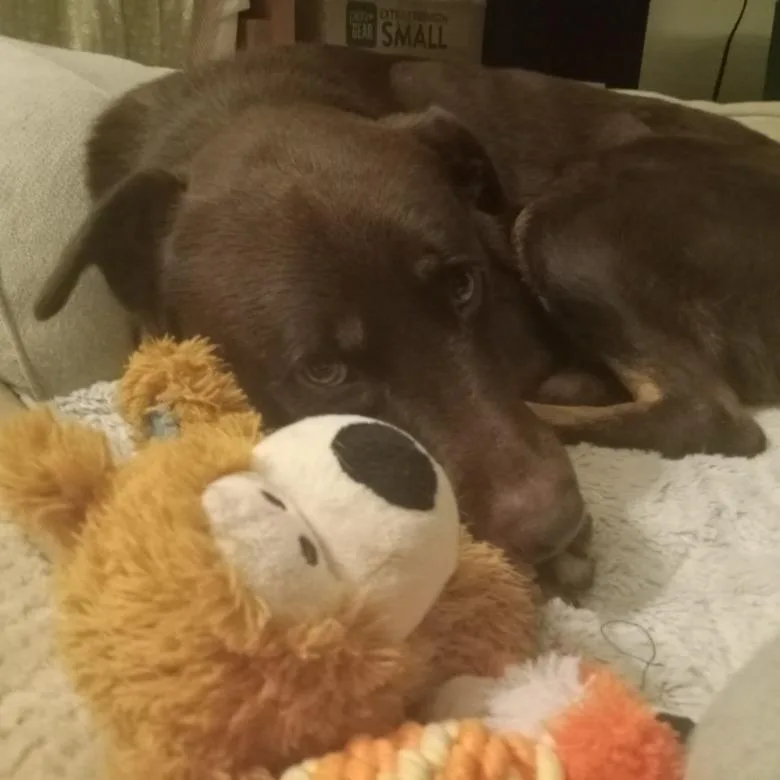 Lobo Motion thumbnail 2