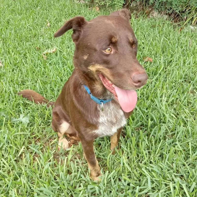 Lobo Motion thumbnail 3