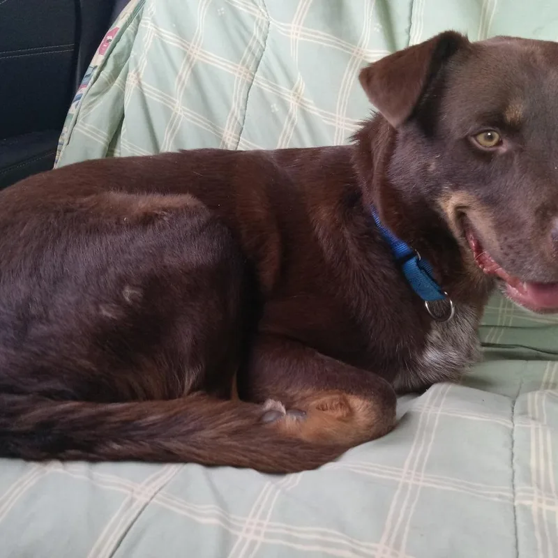 Lobo Motion thumbnail 4