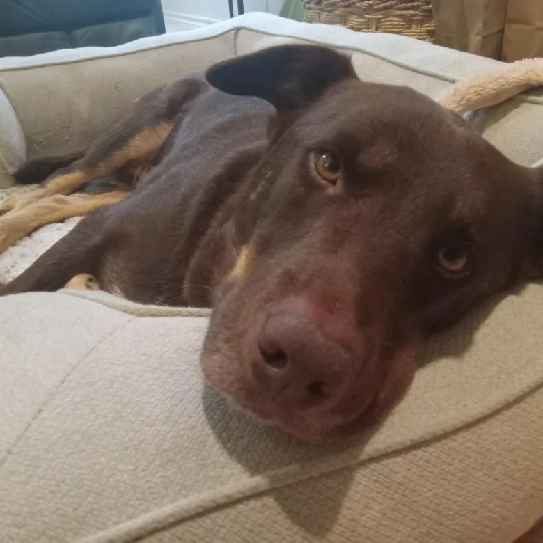 Lobo Motion thumbnail 5