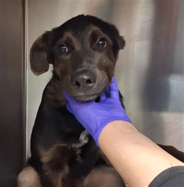 A baby small-sized male Mixed Breed dog named Finley for adoption in Santa Fe, NM