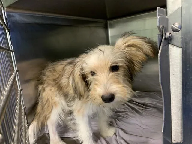 A young small-sized male Terrier dog named Terry for adoption in Grand Prairie, TX