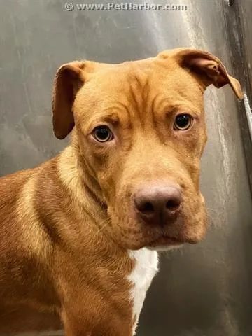 An adult medium-sized male Mixed Breed dog named Nick for adoption in Dallas, TX