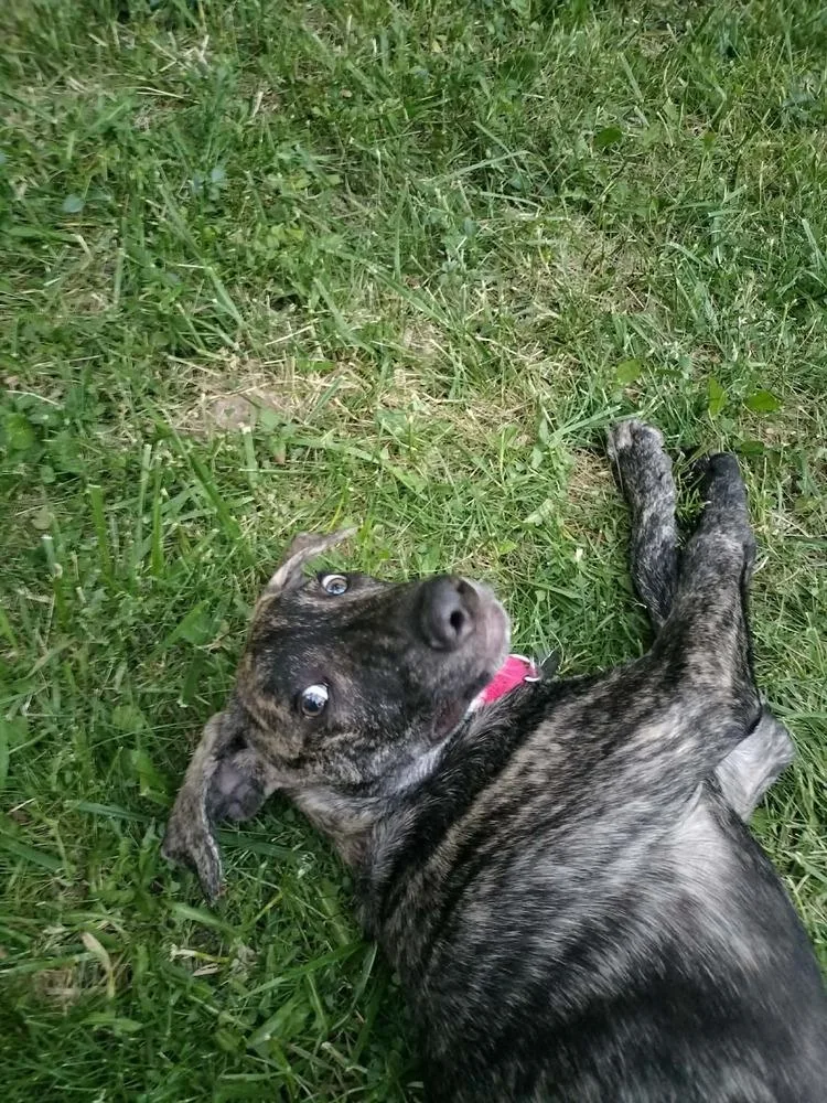 Tobie thumbnail 3