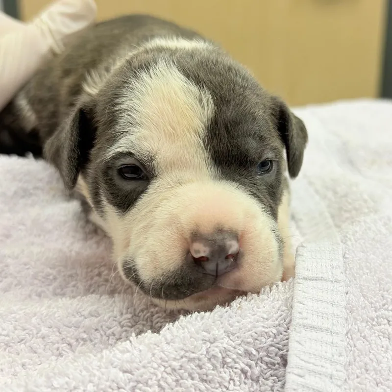 A baby medium-sized female Gray / Blue / Silver Mixed Breed dog named Music for adoption in Jacksonville, FL