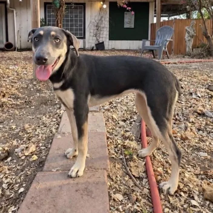 A young medium-sized female Mixed Breed dog named Ladonna for adoption in Hillsborough, NJ