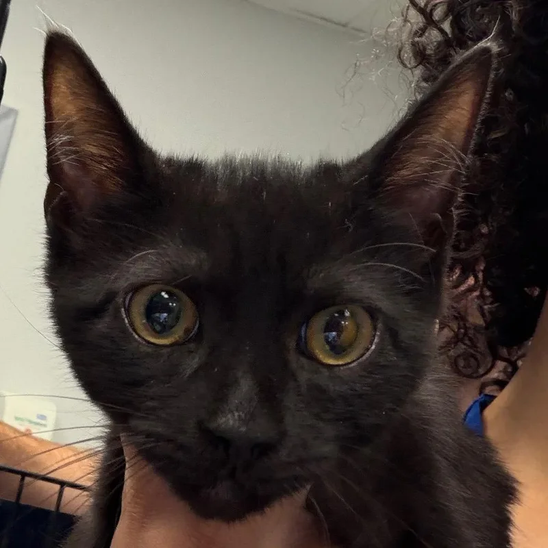 A baby small-sized male Black Domestic Short Hair cat named Charlie for adoption in Greenville, SC