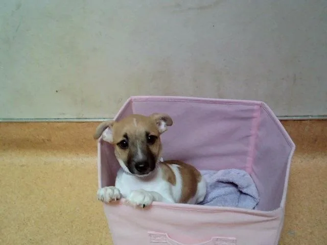 A baby small-sized male Parson Russell Terrier dog named Finn for adoption in Martinez, CA