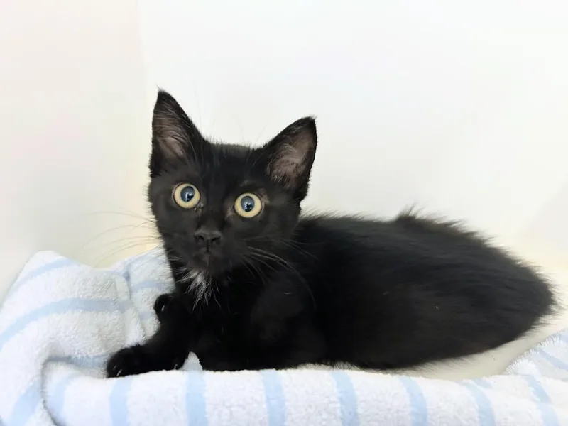 A baby small-sized female Domestic Short Hair cat named Tori for adoption in Bryant, AR