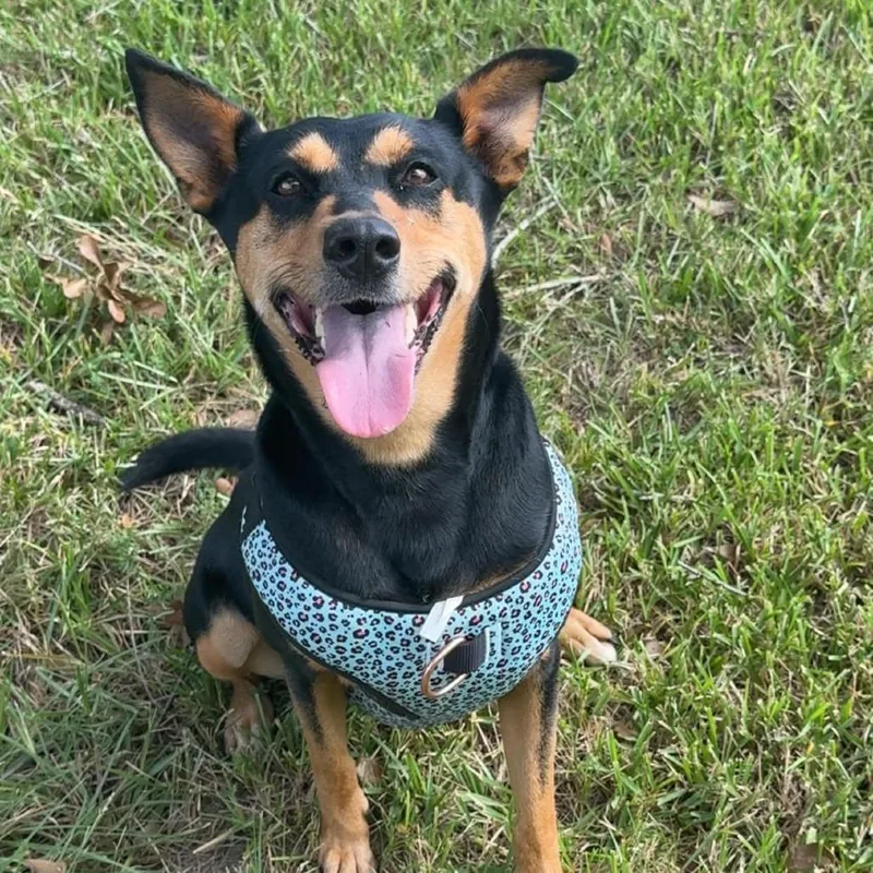 An adult medium-sized female Black Doberman Pinscher dog named Venus for adoption in Beaumont, TX