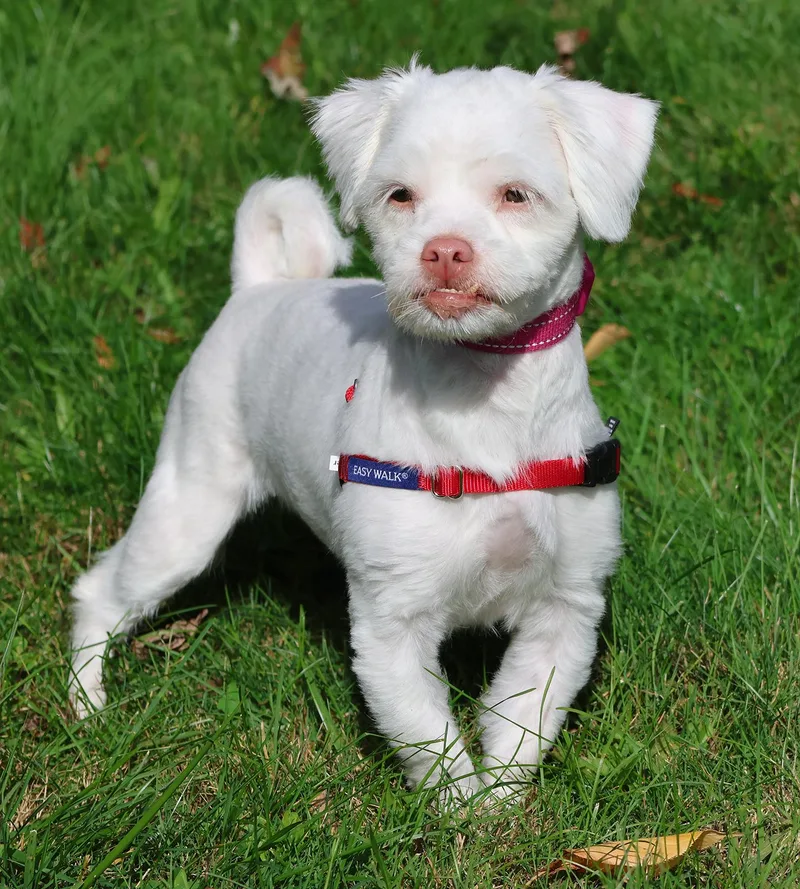 A baby small-sized female Shih Tzu dog named Lil Baby for adoption in Harrison, NY