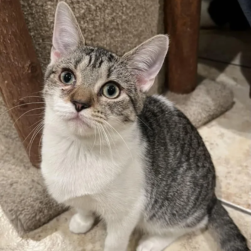 Clementine thumbnail 2