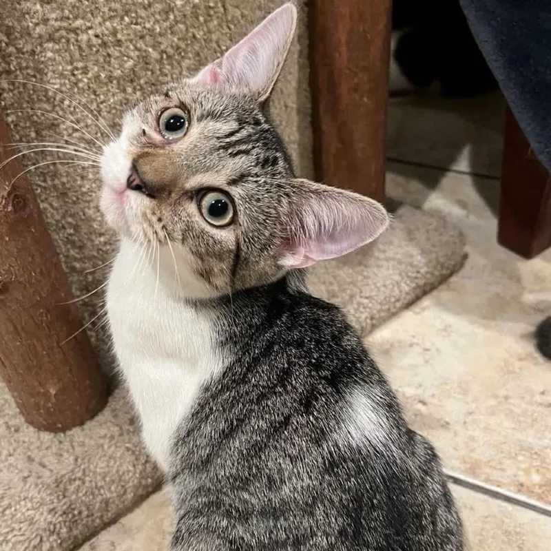 Clementine thumbnail 3