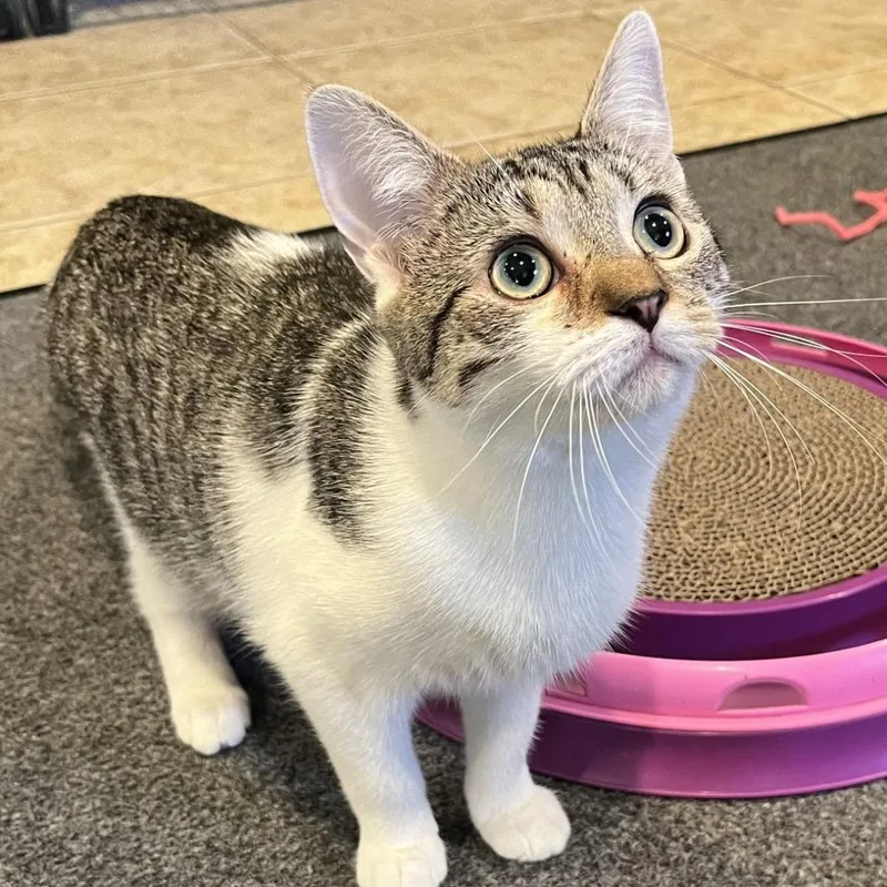 Clementine thumbnail 4