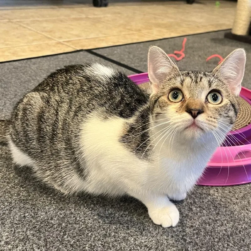 Clementine thumbnail 5