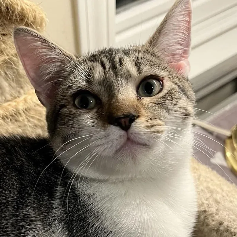 Clementine thumbnail 6