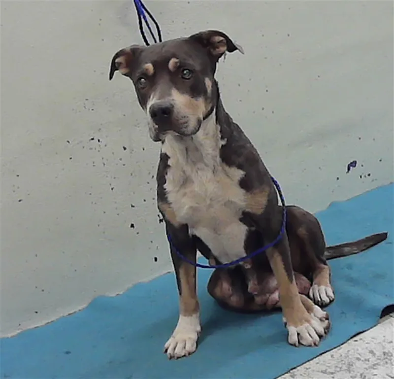 A young medium-sized female Staffordshire Bull Terrier dog named Chloe for adoption in Houston, TX